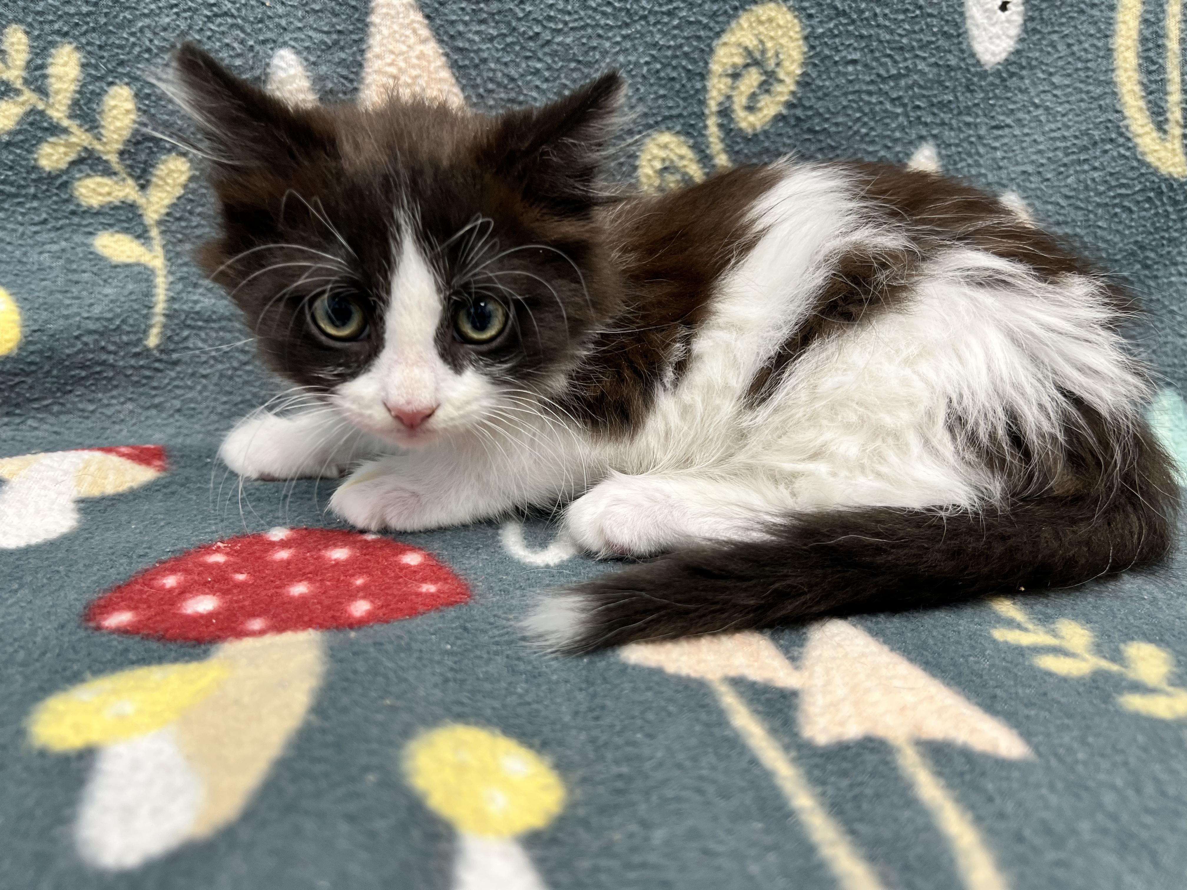 Aubry, ADOPTABLE, Kitten Female Domestic Long Hair.