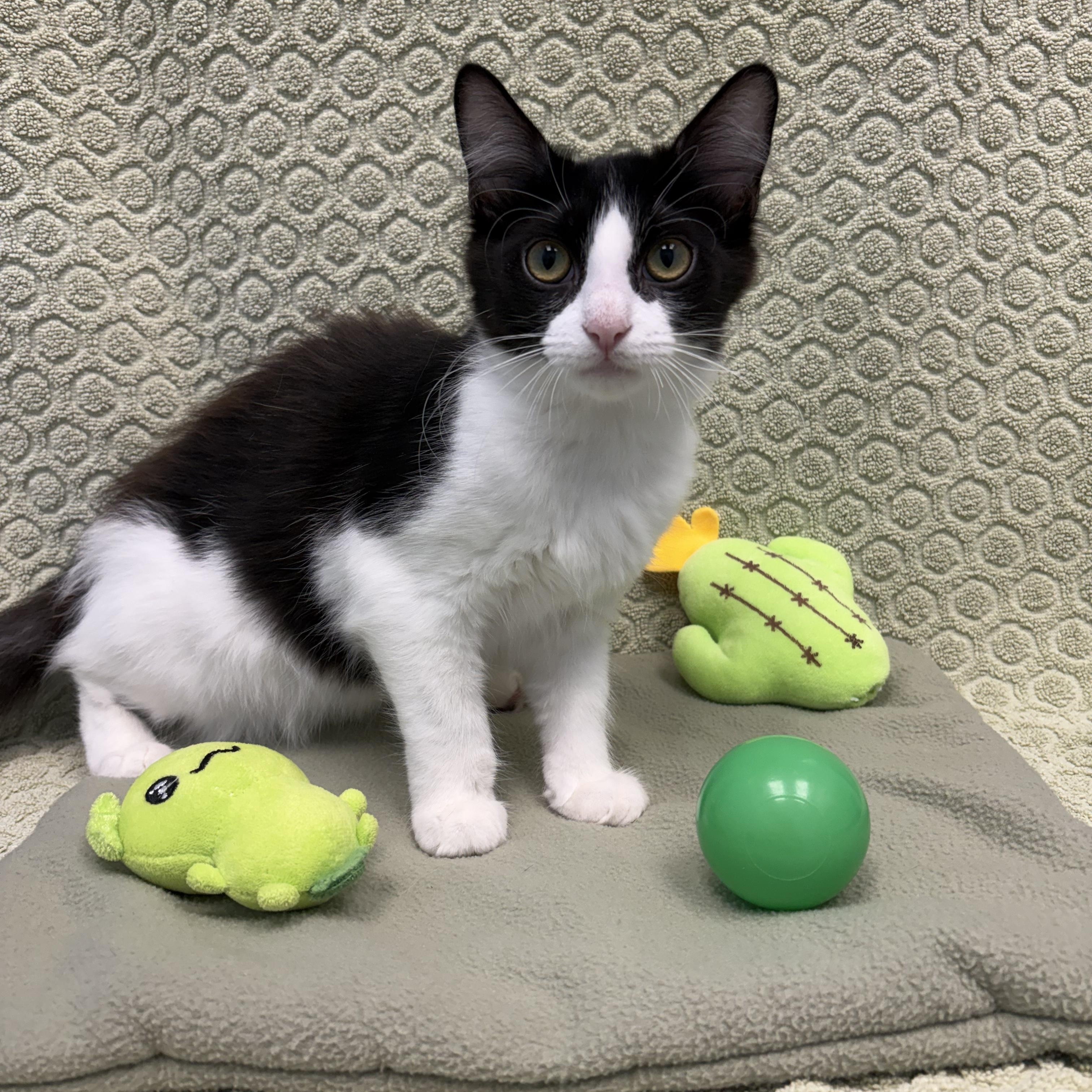 Aubry, ADOPTABLE, Kitten Female Domestic Long Hair.