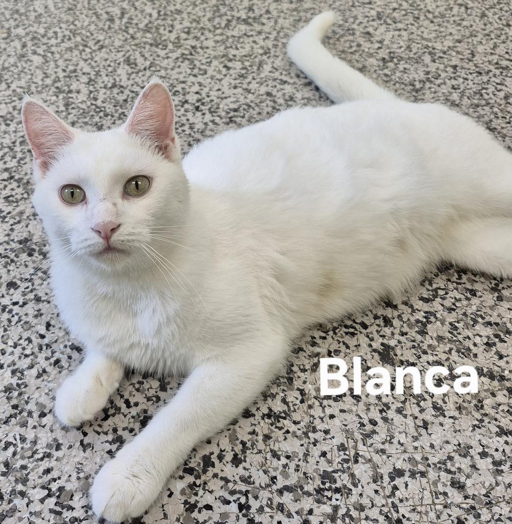 Enlarge Blanca, a Adoptable mixed breed in Kendallville, IN image 1/1