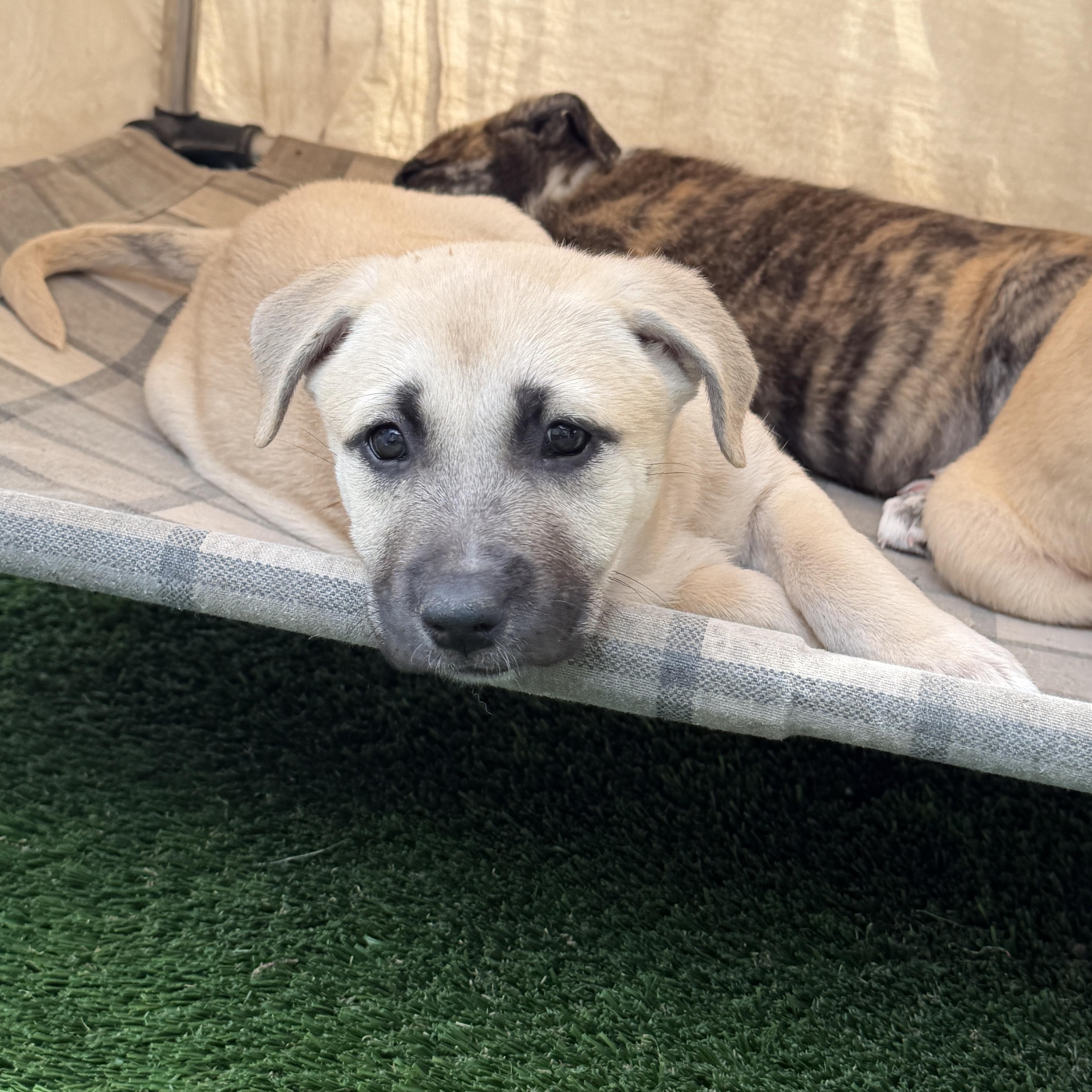 Enlarge Cindy, an adopted Mixed Breed in Burbank, CA image 4/4