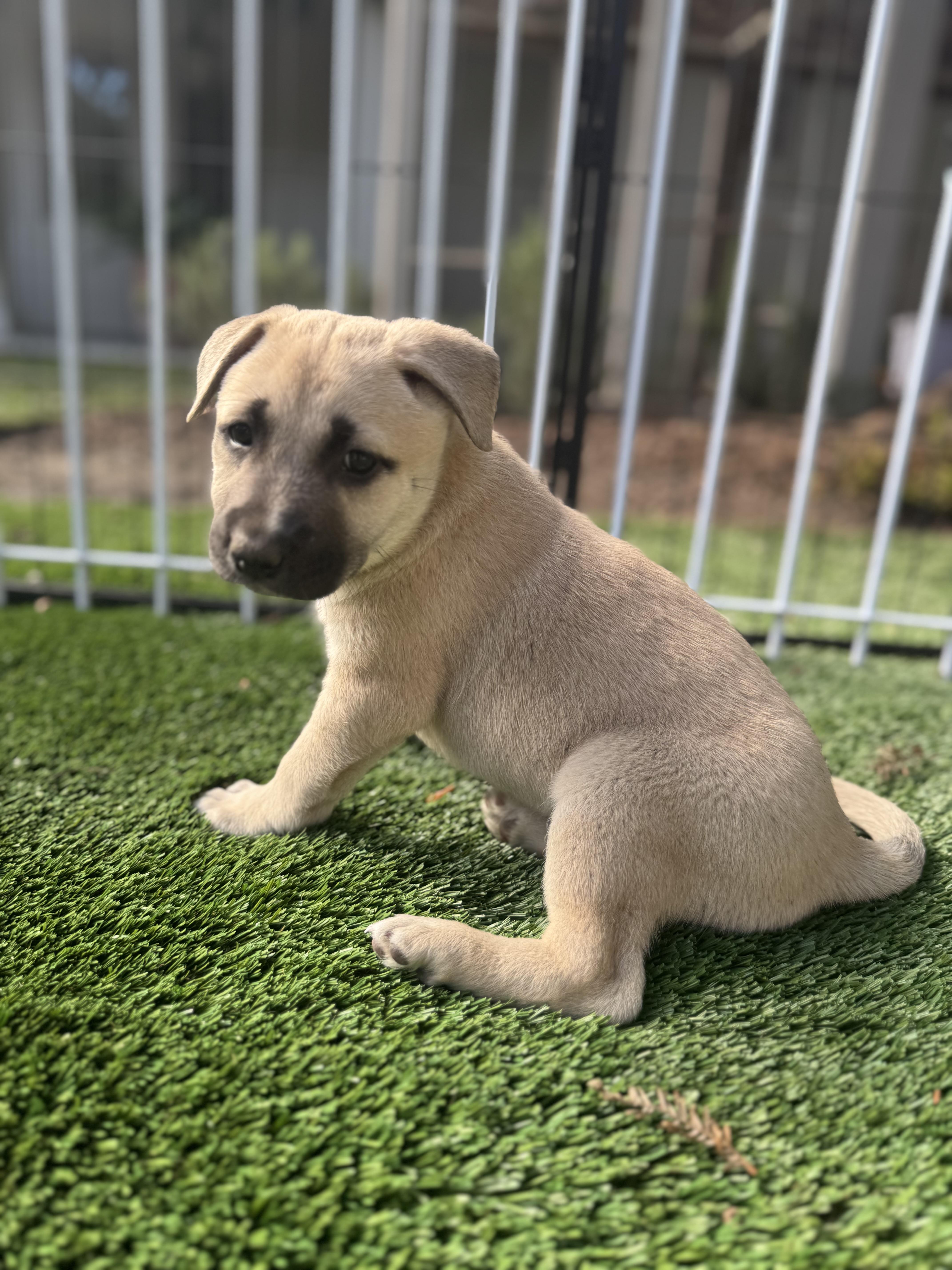 Cindy, adopted, Puppy Female Mixed Breed.