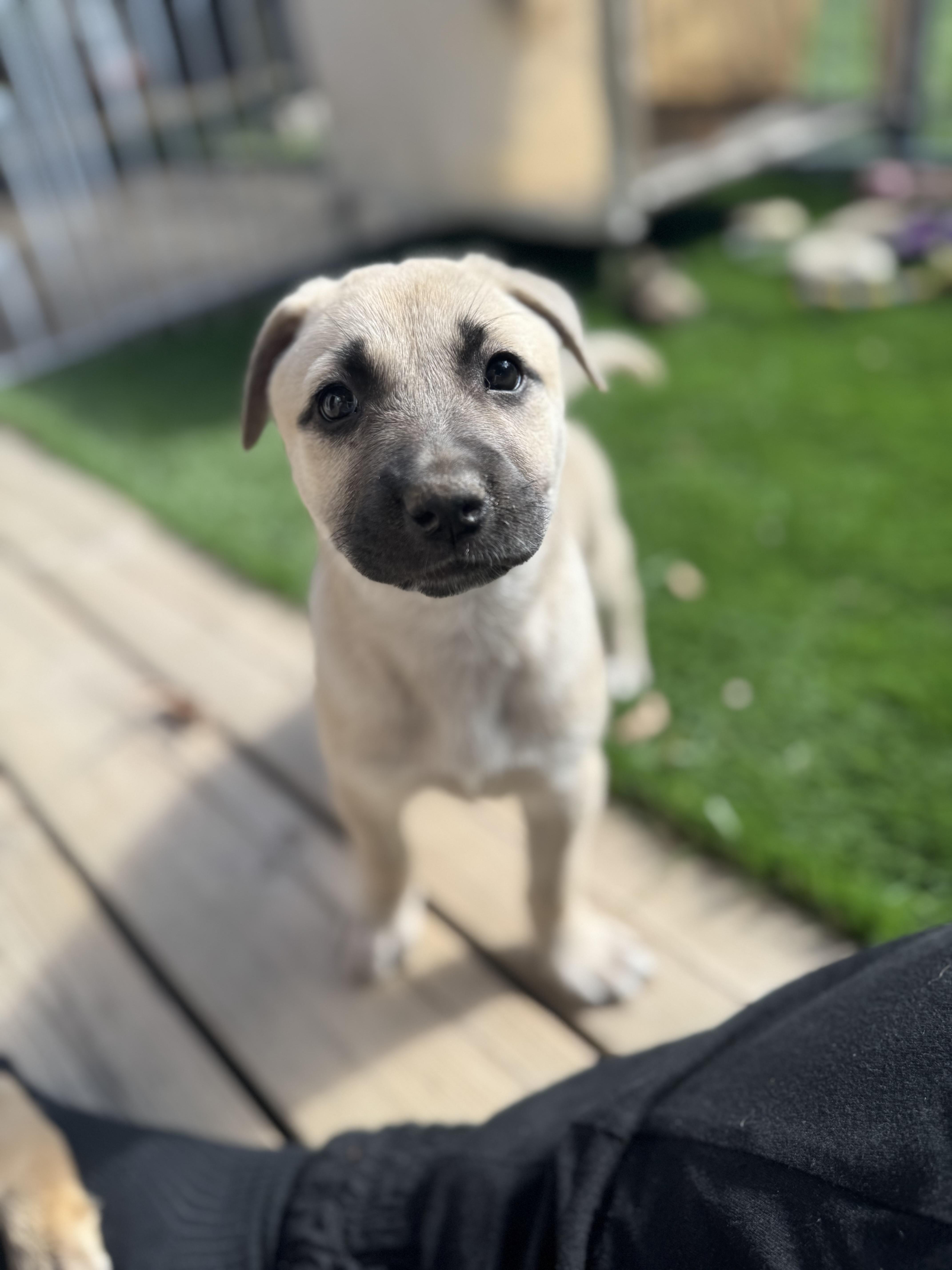 Enlarge Cindy, an adopted Mixed Breed in Burbank, CA image 3/4