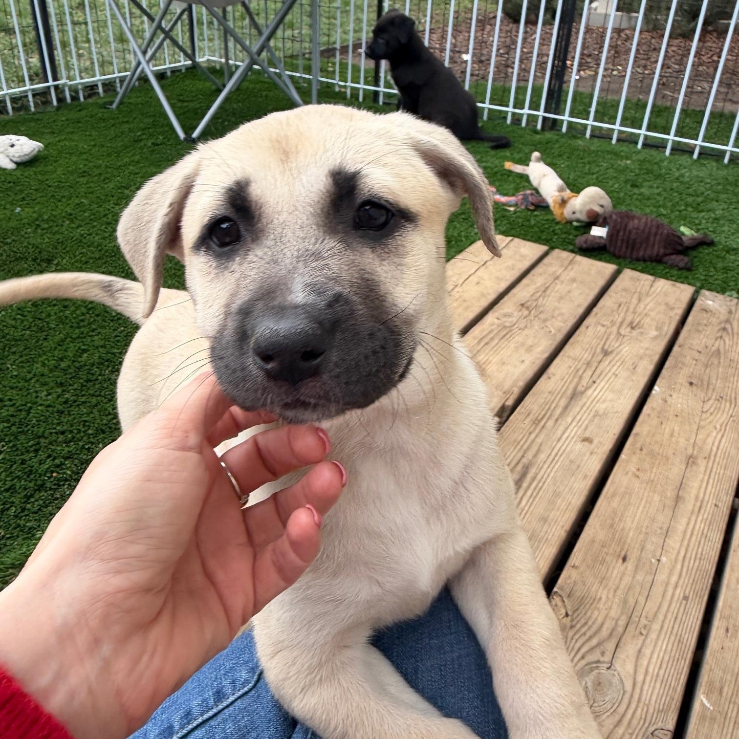 Enlarge Cindy, an adopted Mixed Breed in Burbank, CA image 2/4