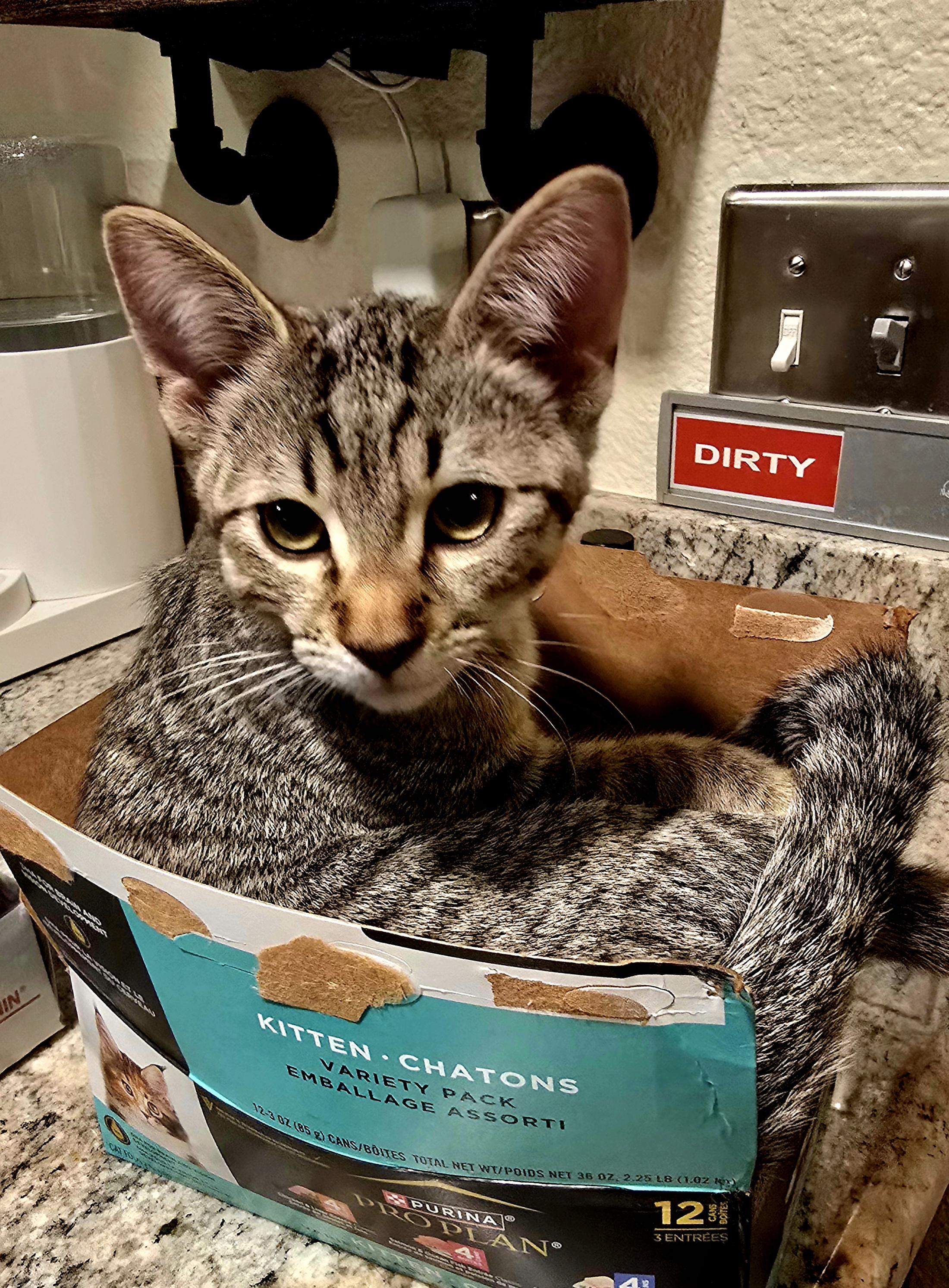 MAX - 30% off Adoption Fees through 10/31/25, Adopted, Young Male Domestic Short Hair.