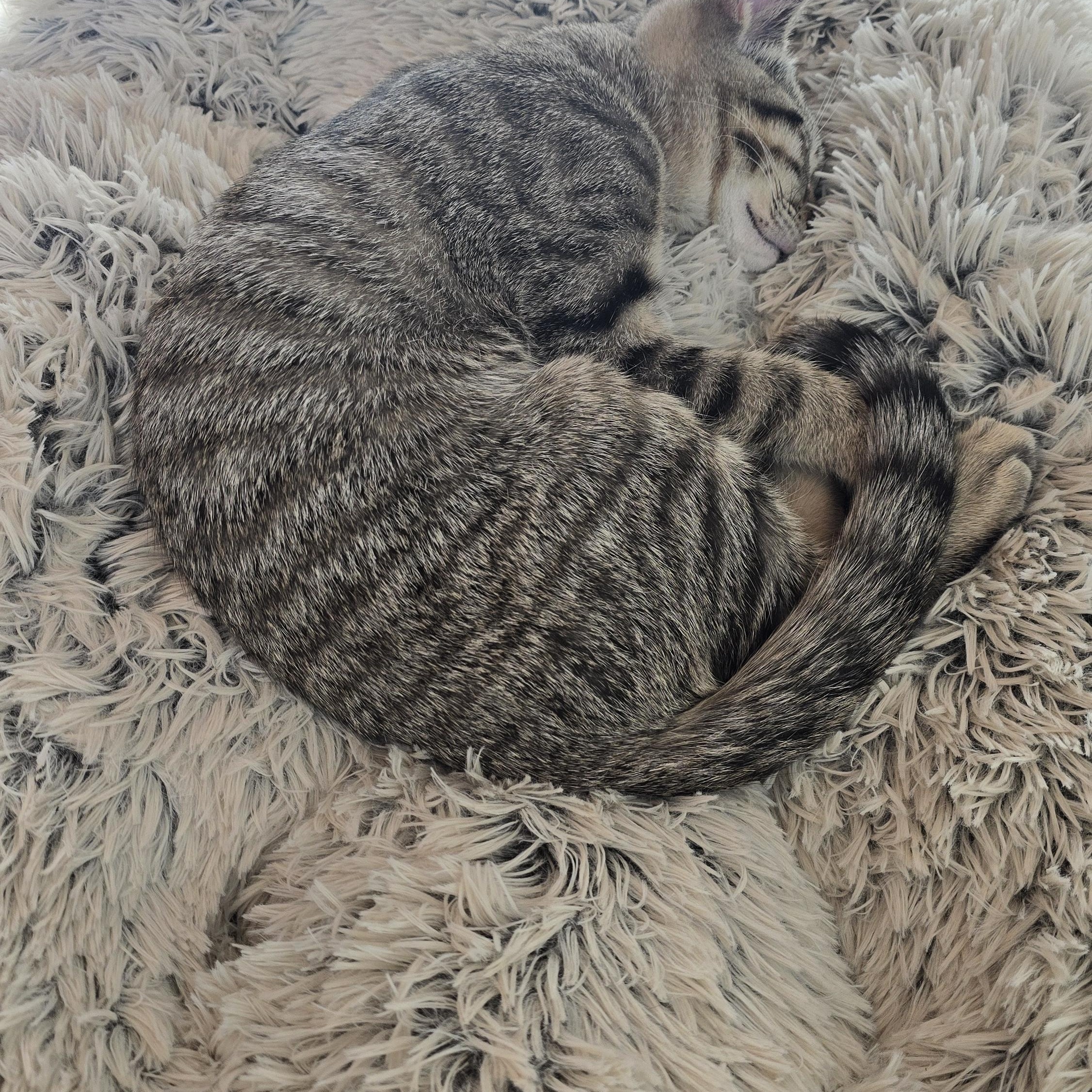 Enlarge MAX - 30% off Adoption Fees through 10/31/25, a Adopted Domestic Short Hair in PHOENIX, AZ image 3/4