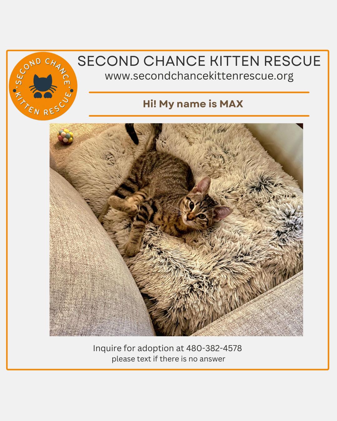 Enlarge MAX - 30% off Adoption Fees through 10/31/25, a Adopted Domestic Short Hair in PHOENIX, AZ image 2/4