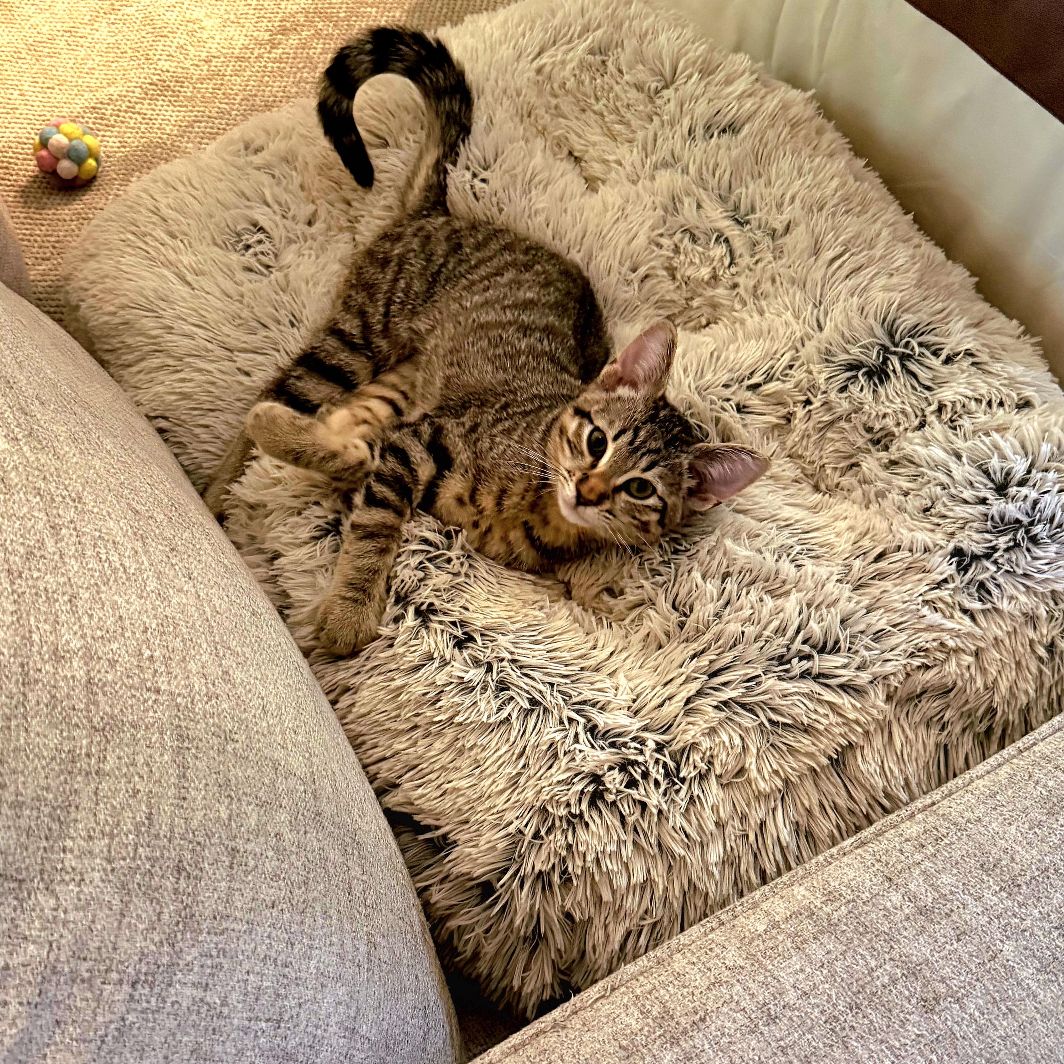 Enlarge MAX - 30% off Adoption Fees through 10/31/25, a Adopted Domestic Short Hair in PHOENIX, AZ image 4/4