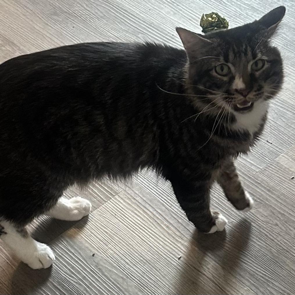 Manny, Adoptable, Young Male Maine Coon & Domestic Long Hair.