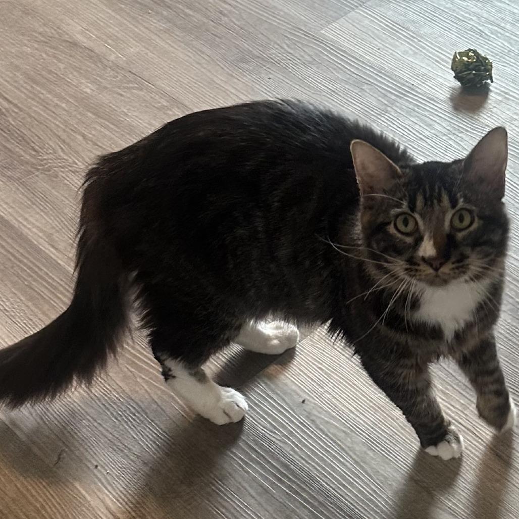 Enlarge Manny, a Adoptable mixed breed in San Saba, TX image 2/3