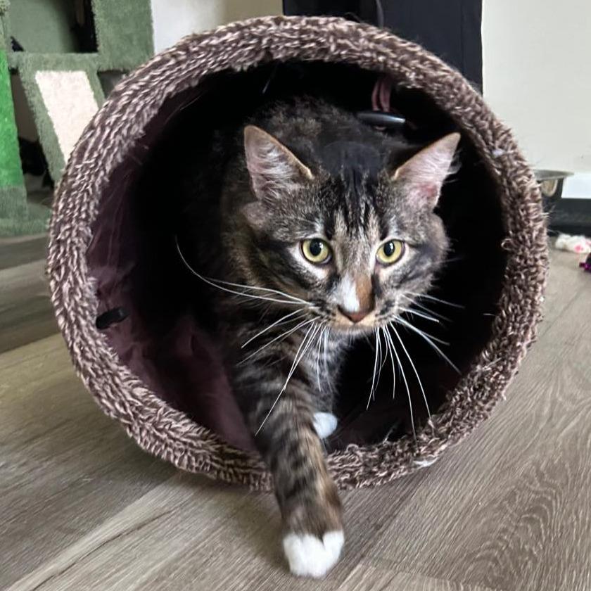 Enlarge Manny, a Adoptable mixed breed in San Saba, TX image 3/3