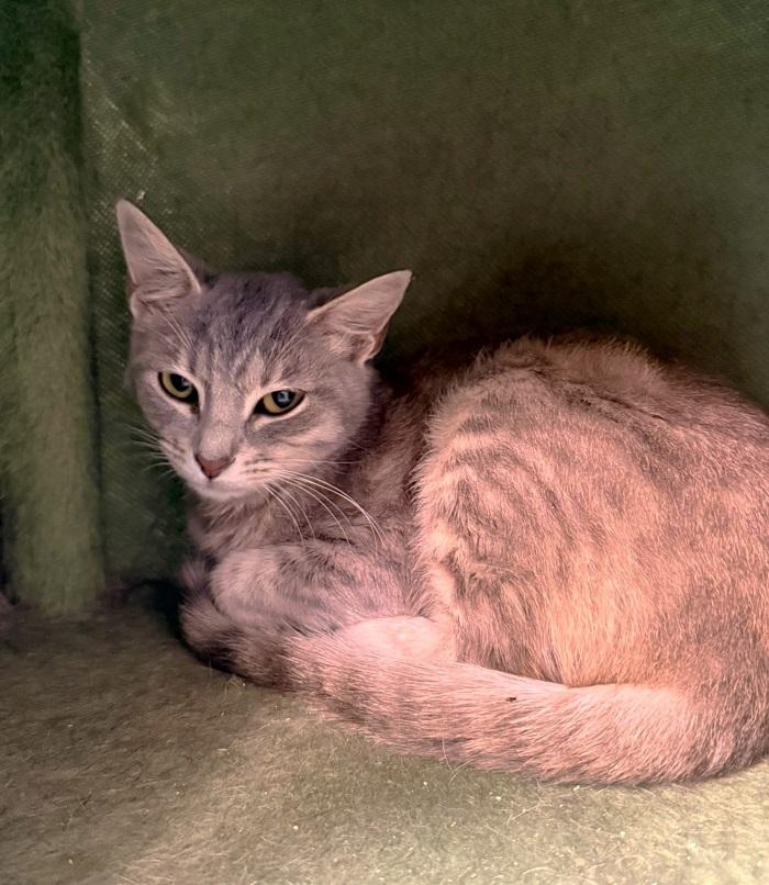 Enlarge ZYGOTE, an adoptable Domestic Short Hair in Pegram, TN image 2/3