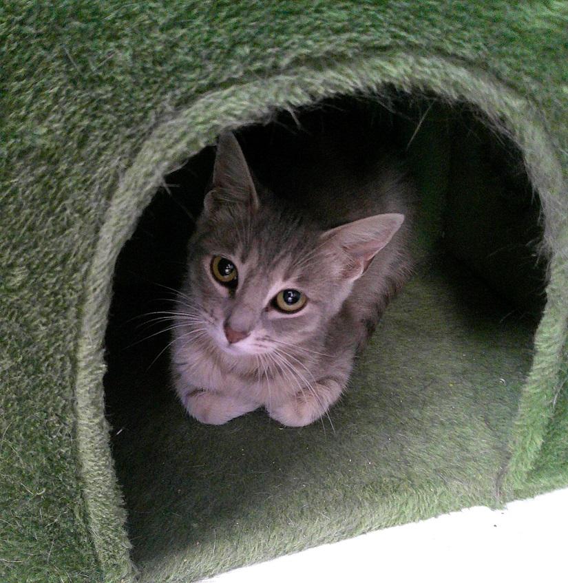 Enlarge ZYGOTE, an adoptable Domestic Short Hair in Pegram, TN image 3/3