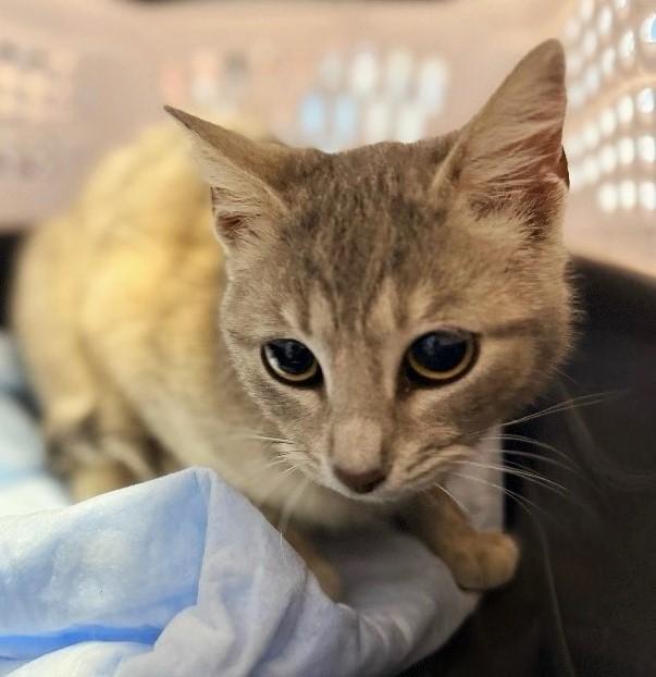 ZYGOTE, adoptable, Young Female Domestic Short Hair.