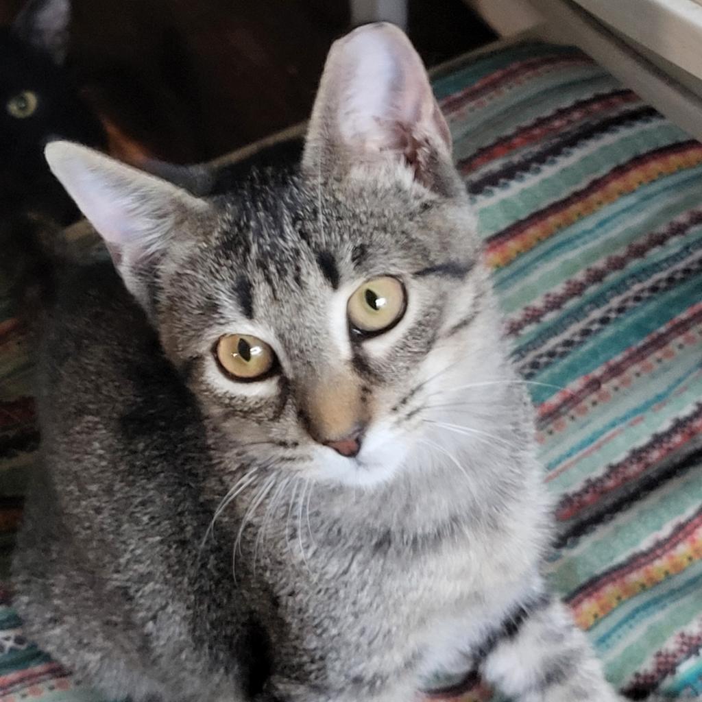 Enlarge Baylor, a Adoptable Domestic Short Hair in Bulverde, TX image 1/5