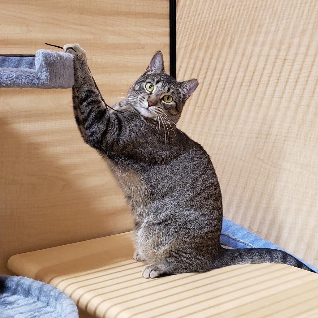 Baylor, Adoptable, Adult Male Domestic Short Hair.