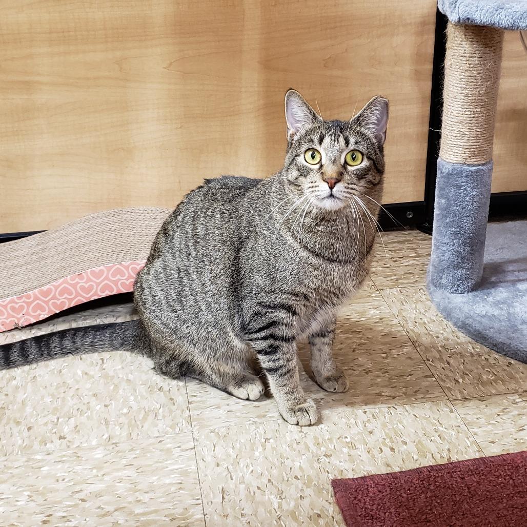 Enlarge Baylor, a Adoptable Domestic Short Hair in Bulverde, TX image 2/6