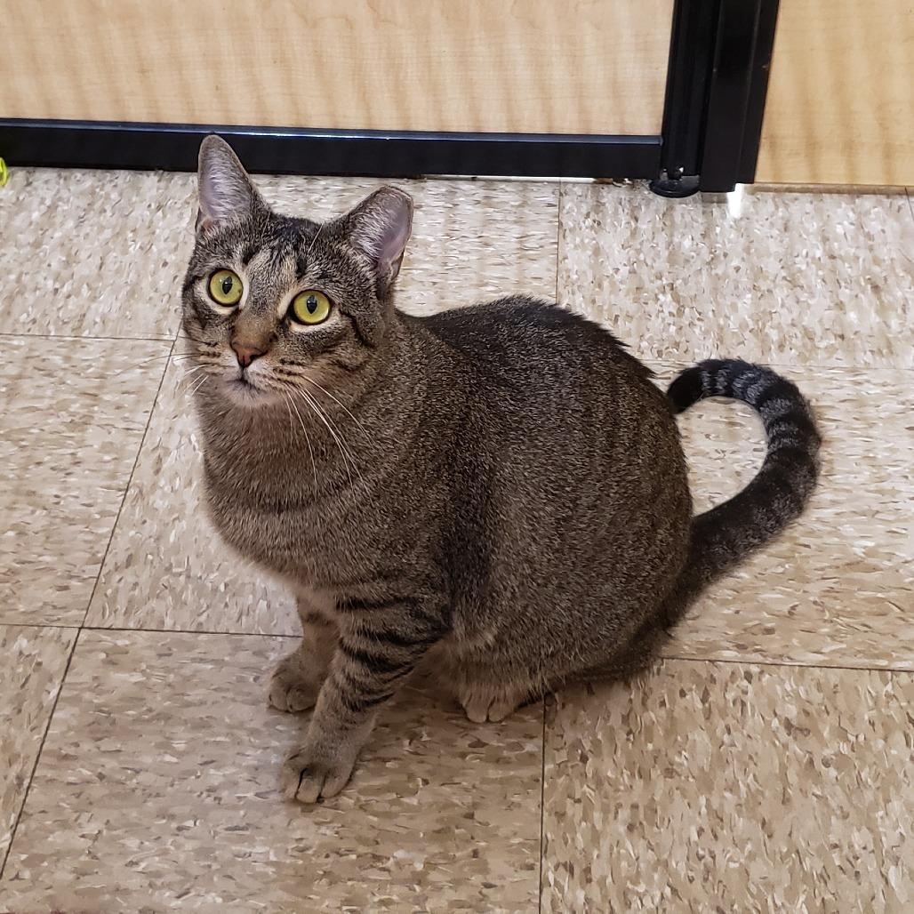 Enlarge Baylor, a Adoptable Domestic Short Hair in Bulverde, TX image 3/6