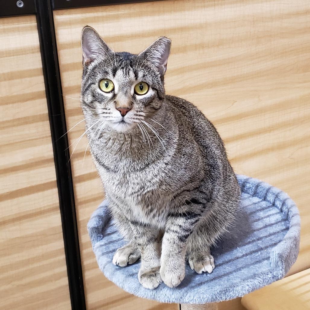 Enlarge Baylor, a Adoptable Domestic Short Hair in Bulverde, TX image 4/6