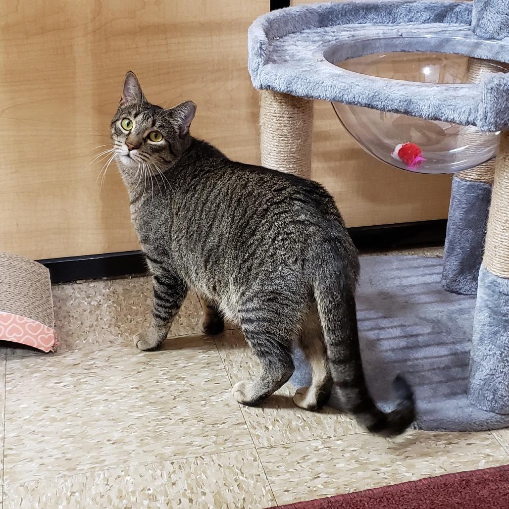 Baylor, a Adoptable Domestic Short Hair in Bulverde, TX image 3/6