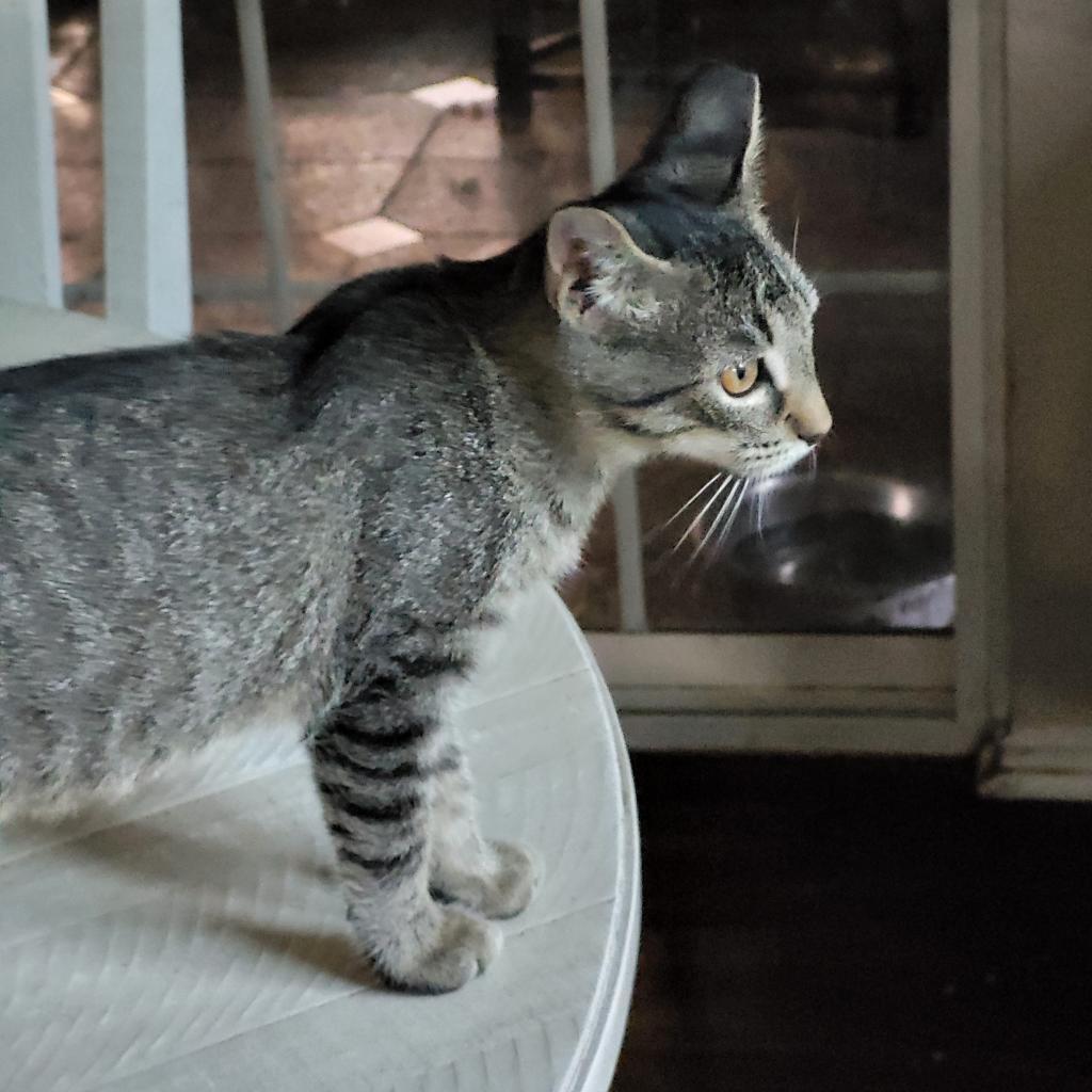 Enlarge Baylor, a Adoptable Domestic Short Hair in Bulverde, TX image 2/5