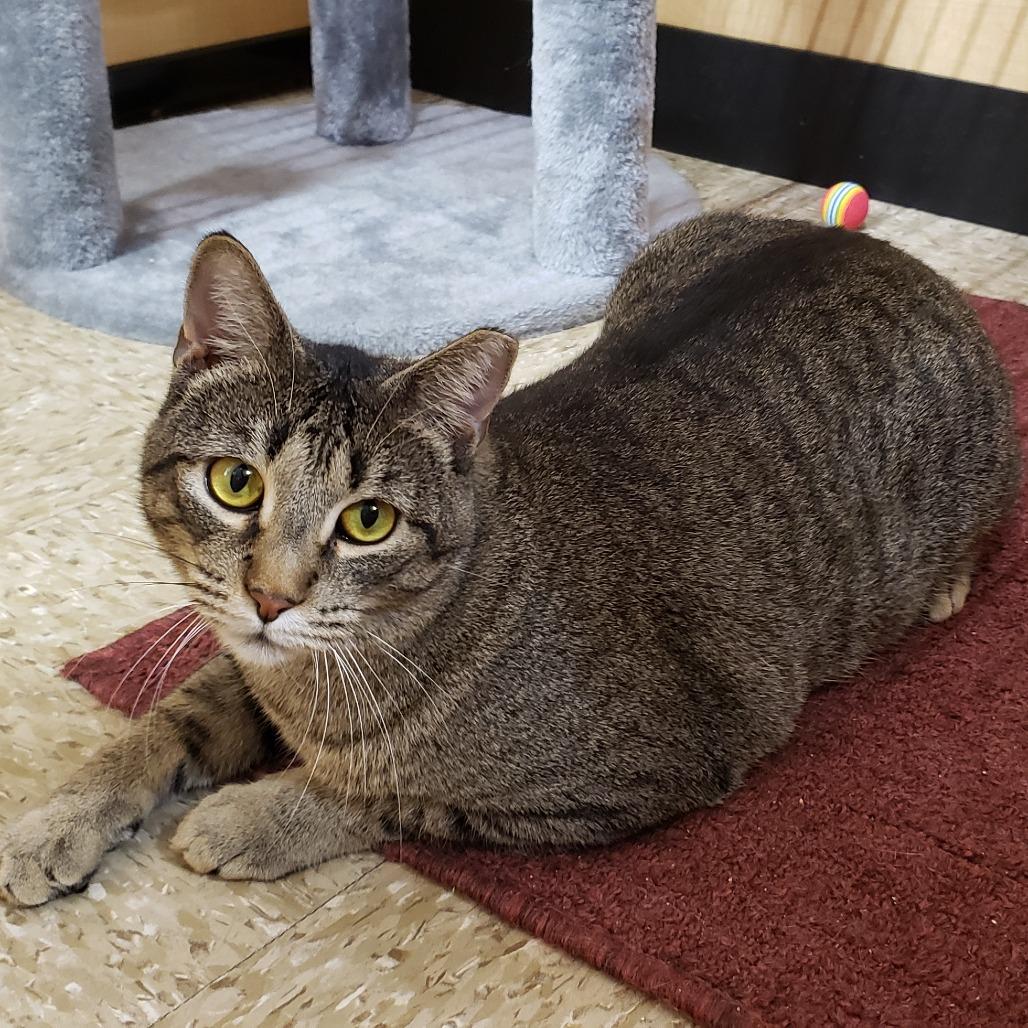 Baylor, a Adoptable Domestic Short Hair in Bulverde, TX image 4/6