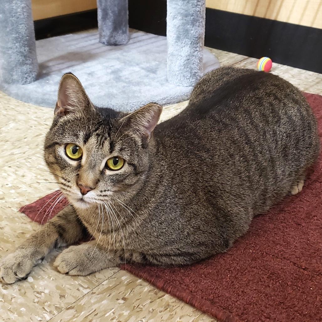 Enlarge Baylor, a Adoptable Domestic Short Hair in Bulverde, TX image 6/6