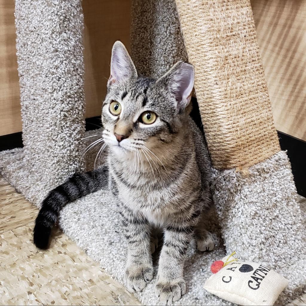 Enlarge Baylor, a Adoptable Domestic Short Hair in Bulverde, TX image 3/5