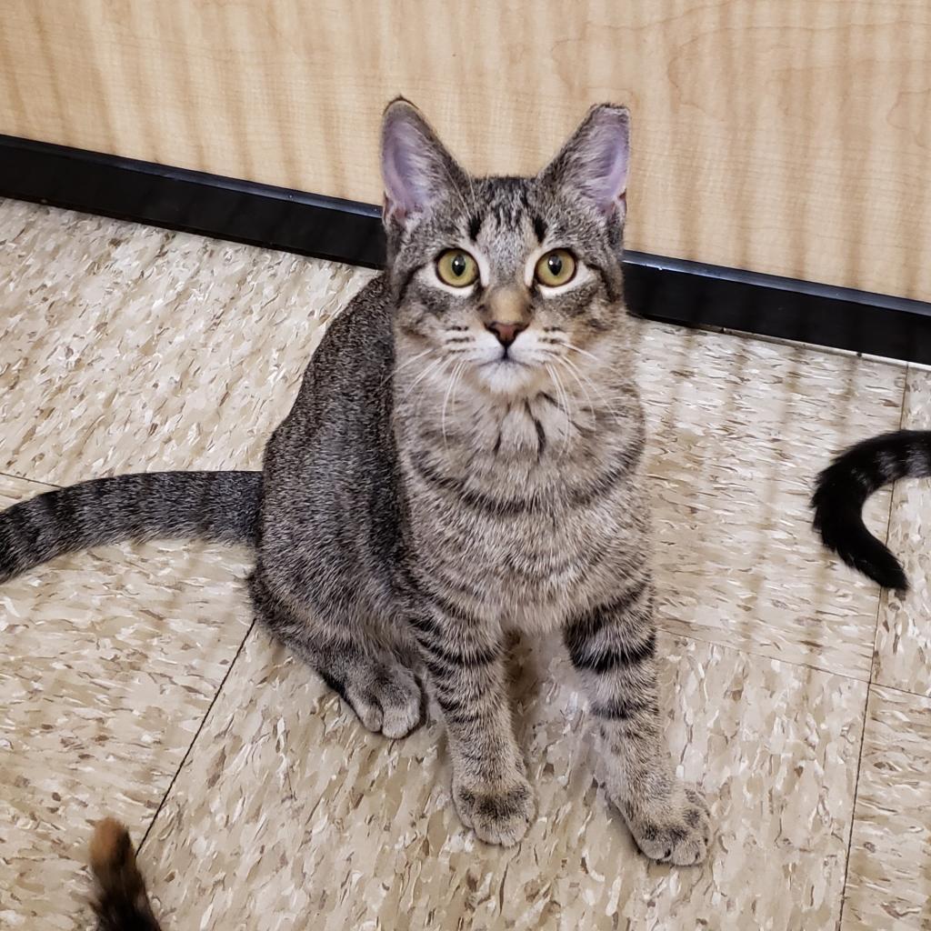 Enlarge Baylor, a Adoptable Domestic Short Hair in Bulverde, TX image 4/5