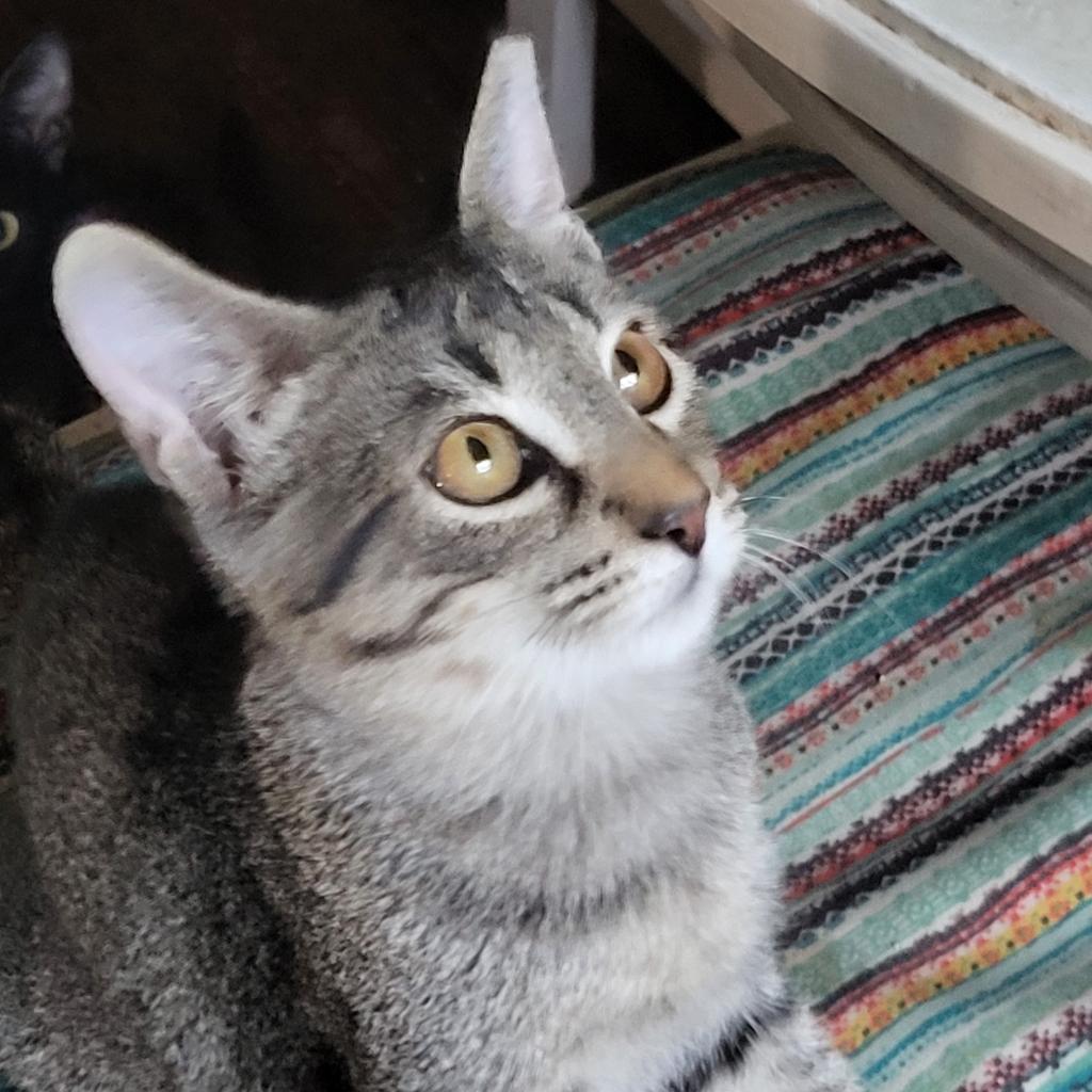 Enlarge Baylor, a Adoptable Domestic Short Hair in Bulverde, TX image 5/5