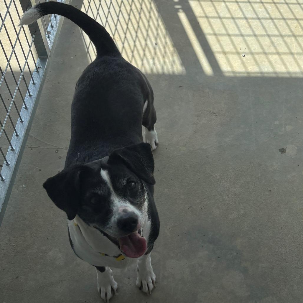 Chloe, Adoptable, Adult Female Terrier.