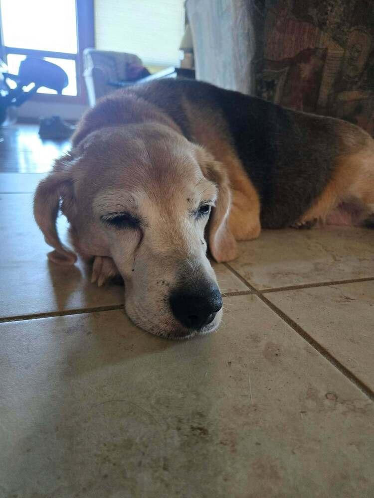 Valentine - Fostered in Omaha, Adoptable, Senior Female Beagle.