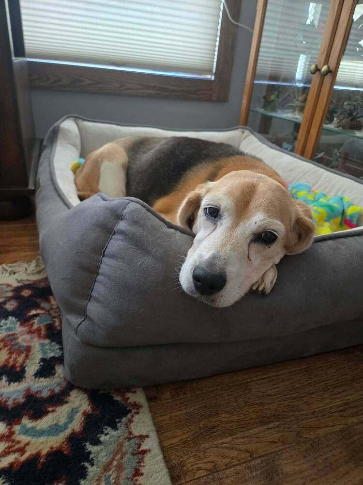 Enlarge Valentine - Fostered in Omaha, a Adoptable Beagle in Shawnee Mission, KS image 2/5