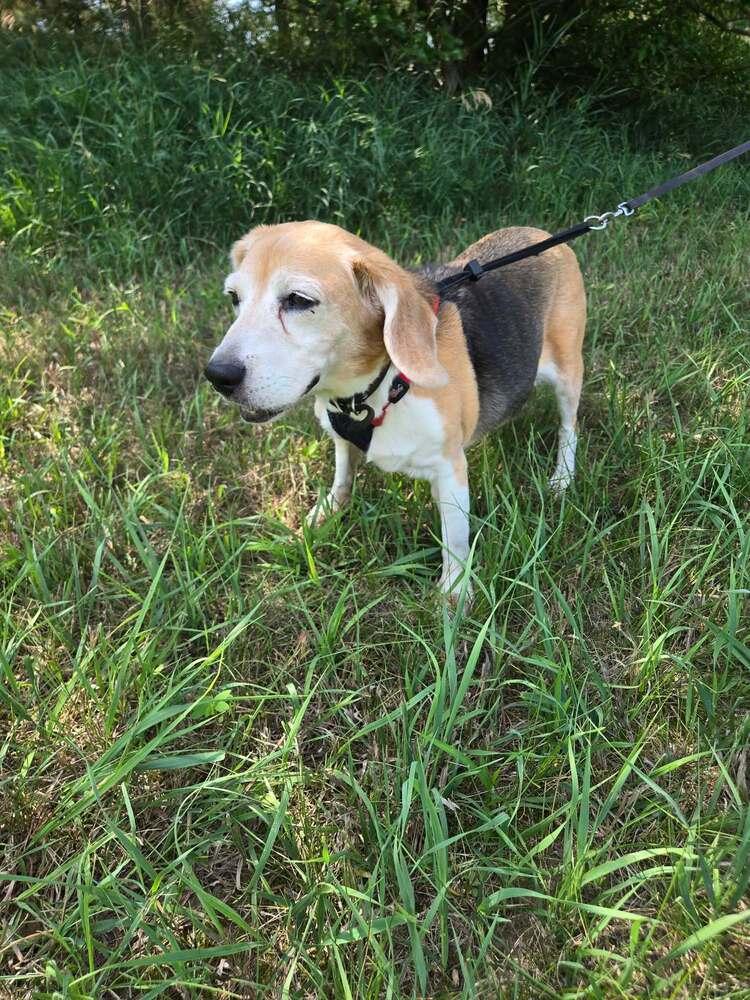 Enlarge Valentine - Fostered in Omaha, a Adoptable Beagle in Shawnee Mission, KS image 3/5