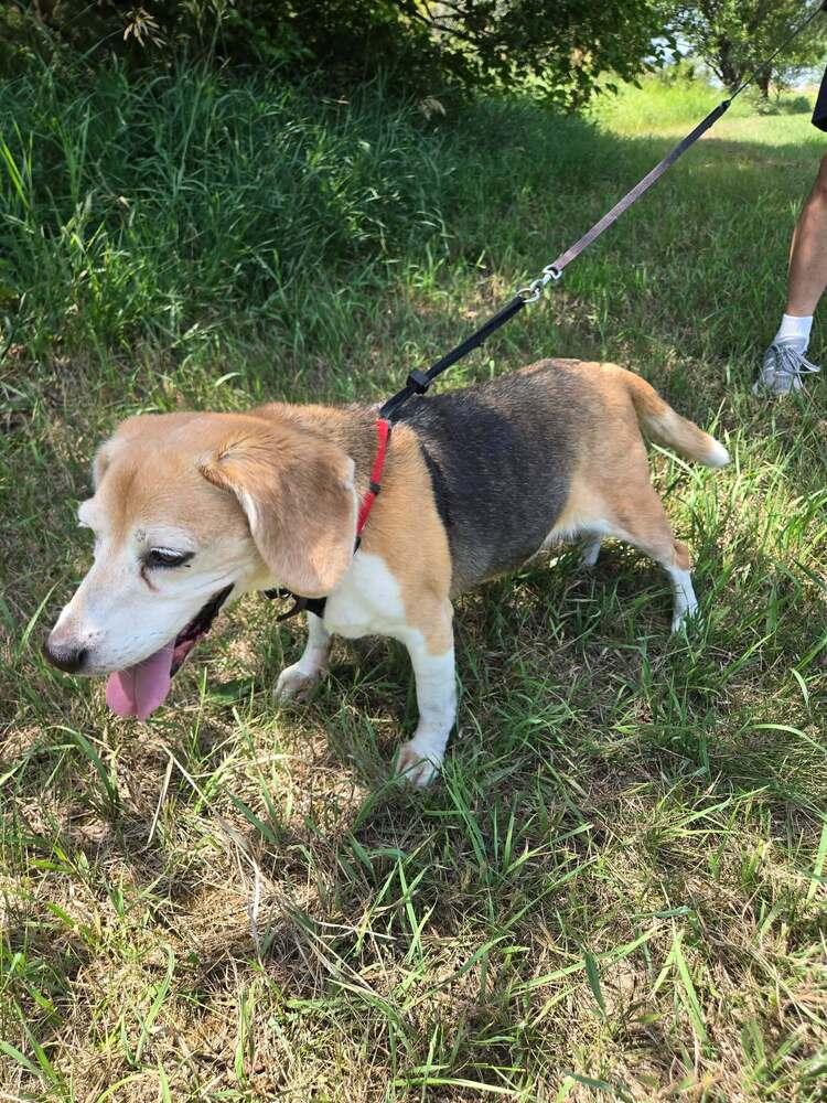 Enlarge Valentine - Fostered in Omaha, a Adoptable Beagle in Shawnee Mission, KS image 4/5