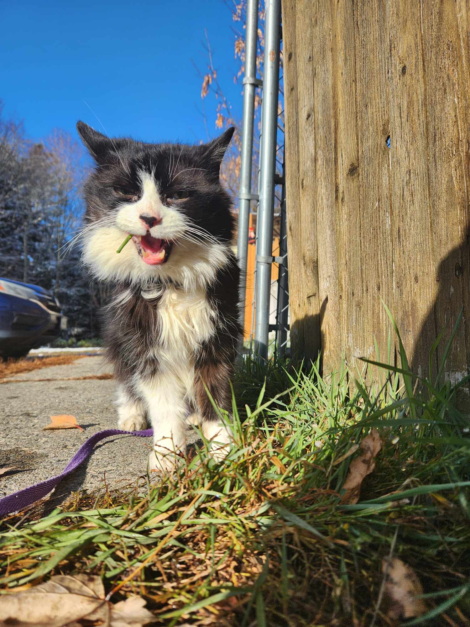 Smudge 4