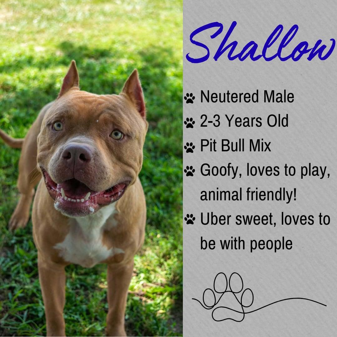Shallow, adopted, Adult Male Pit Bull Terrier.