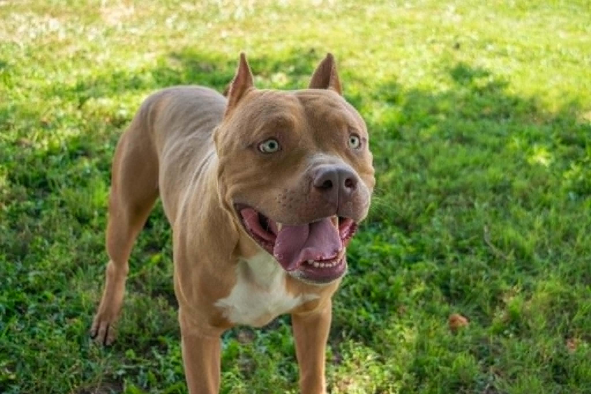 Enlarge Shallow, a ADOPTABLE mixed breed in Junction City, KS image 1/1