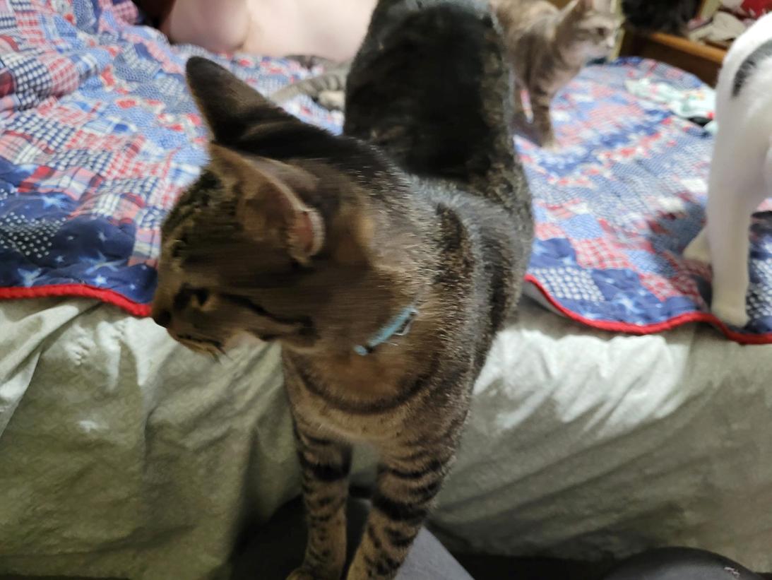 Callen, Adoptable, Adult Male Domestic Short Hair.