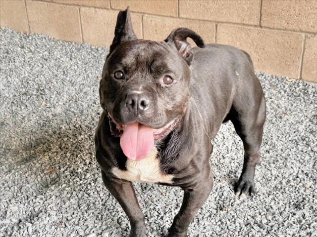 SAVE ME PLEASE! SCOTTY - ID#A542676