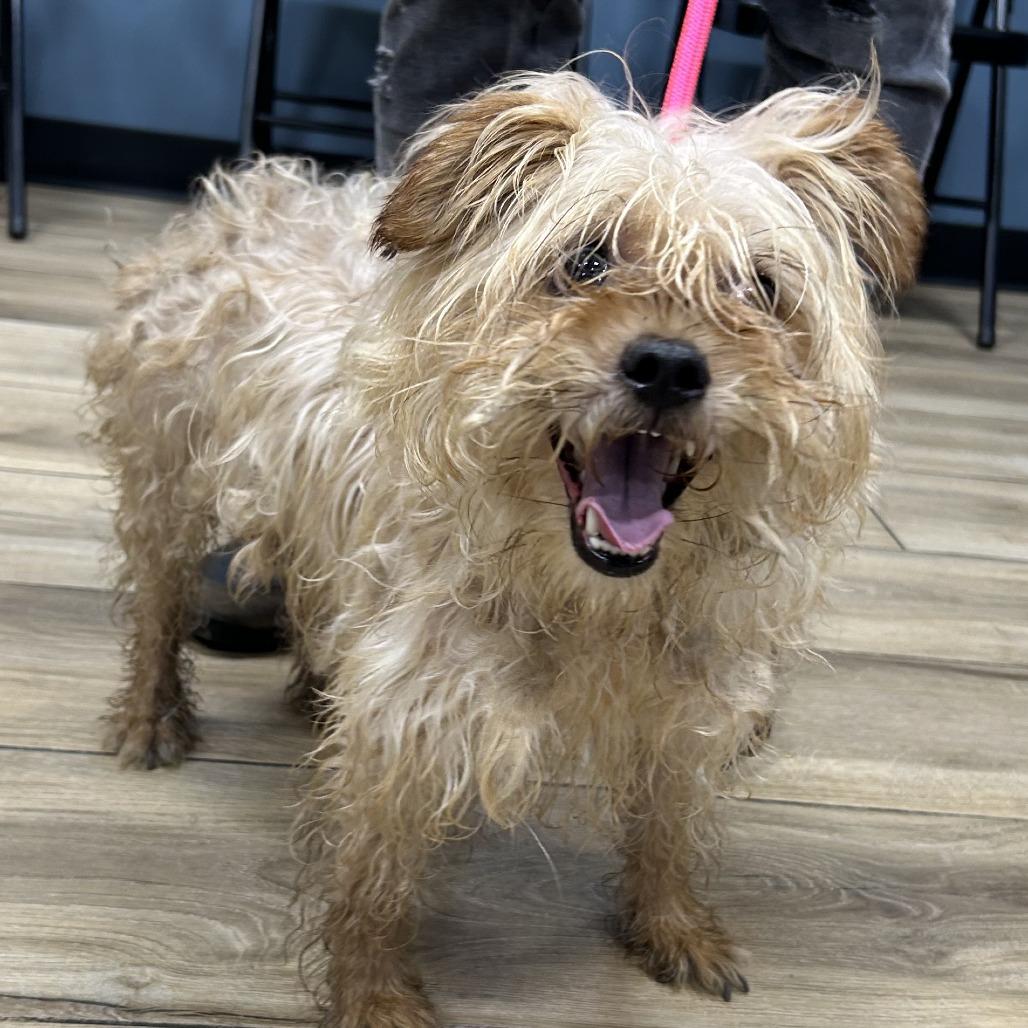 Enlarge Marge, a Adoptable mixed breed in Newark, NJ image 1/1