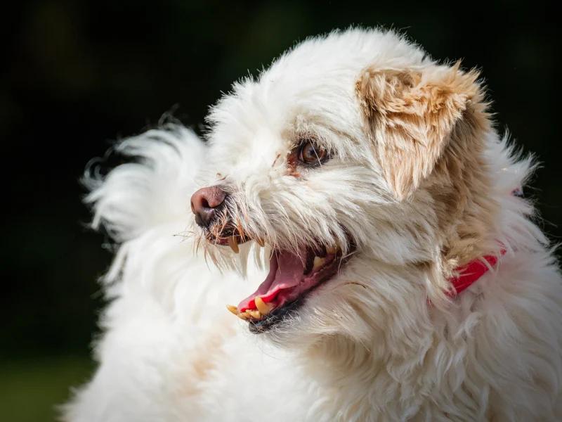 Louis, Adoptable, Adult Male Lhasa Apso.