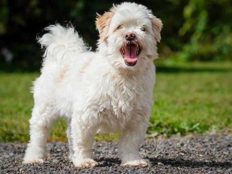 Enlarge Louis, a Adoptable Lhasa Apso in Pointe-Fortune, QC image 2/3