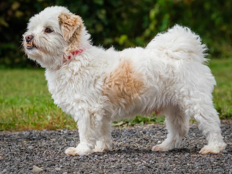 Enlarge Louis, a Adoptable Lhasa Apso in Pointe-Fortune, QC image 3/3