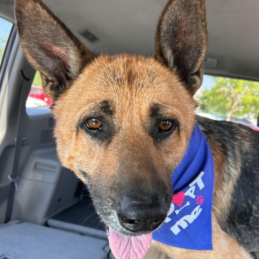 Jack, a Adoptable German Shepherd Dog in Pahrump, NV image 1/3