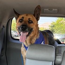 Jack, a Adoptable German Shepherd Dog in Pahrump, NV image 2/3