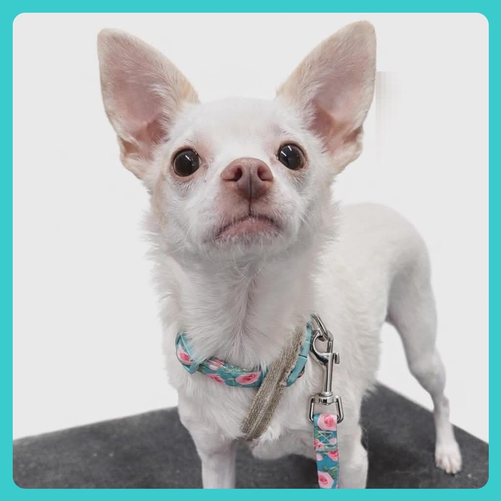 Turbo, Adoptable, Adult Male Chihuahua.