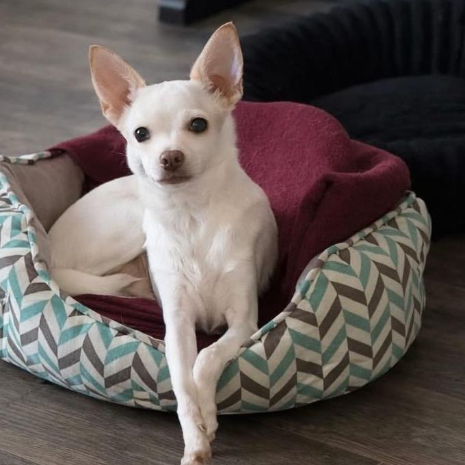 Enlarge Turbo, a Adoptable Chihuahua in TONASKET, WA image 2/2