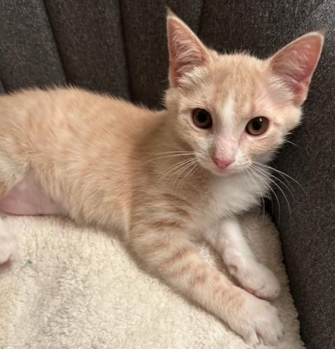 Stevie, Adopted, Kitten Female Domestic Short Hair.