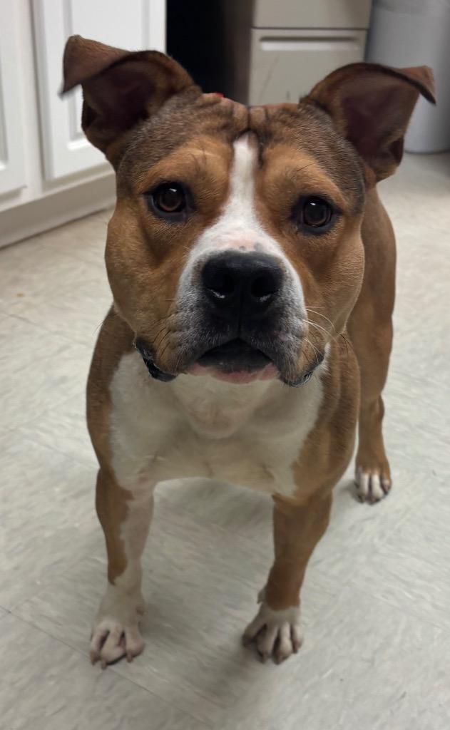 Simon, Adoptable, Young Male Pit Bull Terrier.