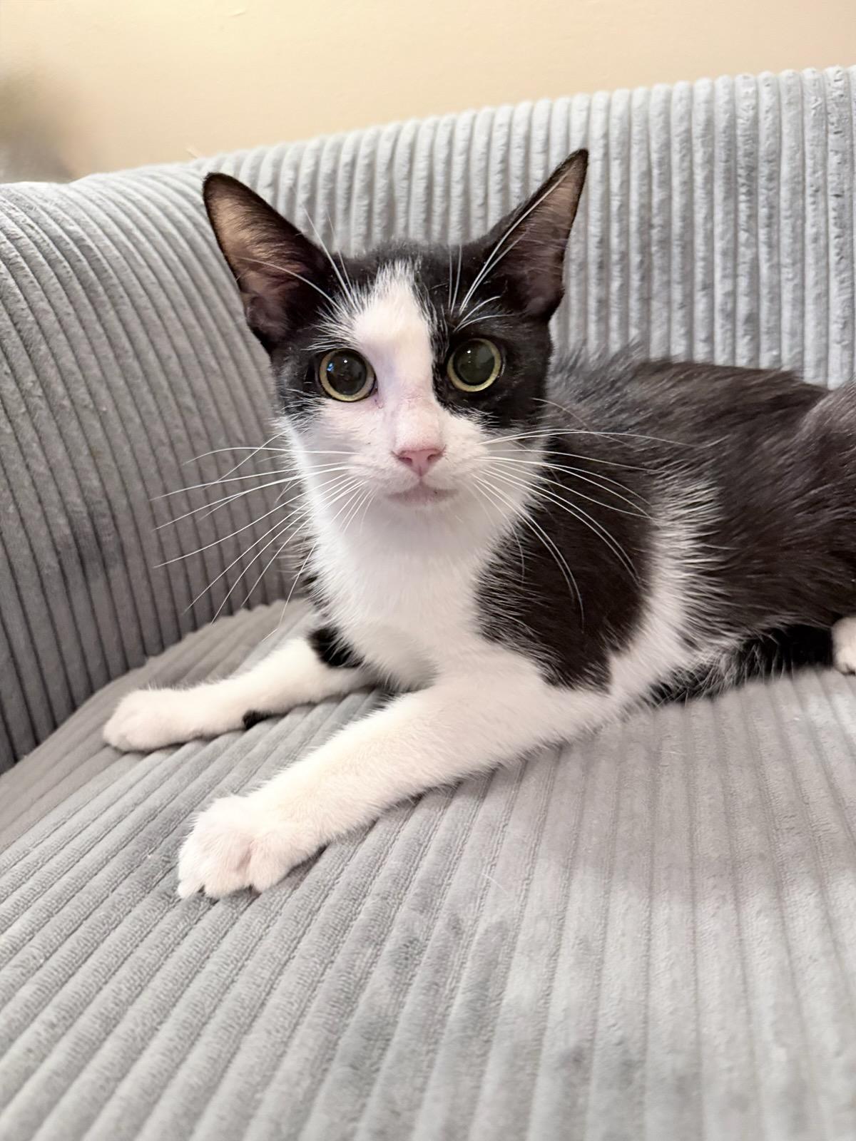 Enlarge Jet, a ADOPTABLE Tuxedo in Honeoye, NY image 2/2